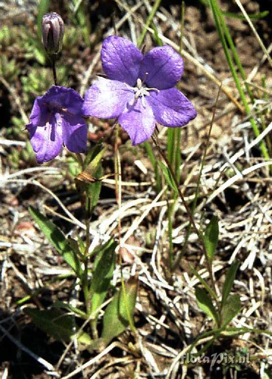 Campanula parryi