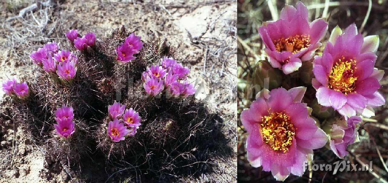 Sclerocactus parviflorus