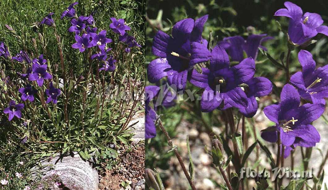 Campanula saxifraga