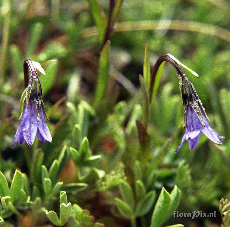 Campanula uniflora