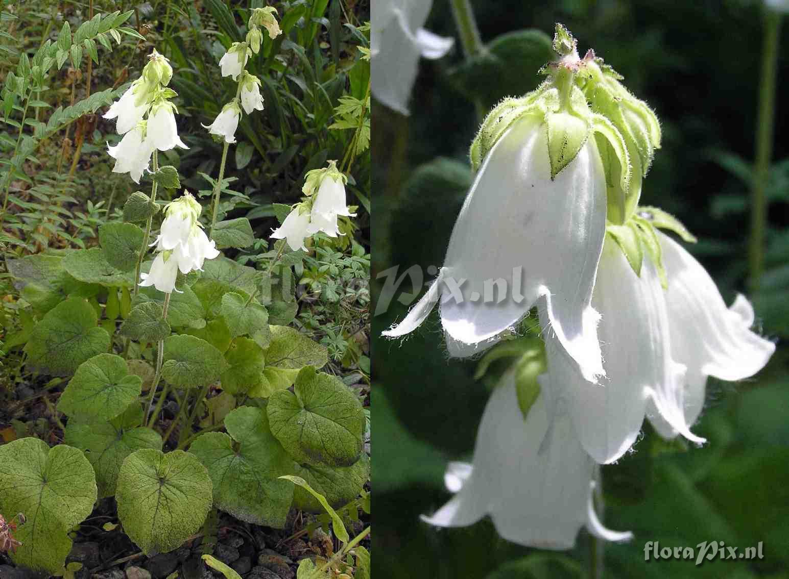 Campanula alliariifolia