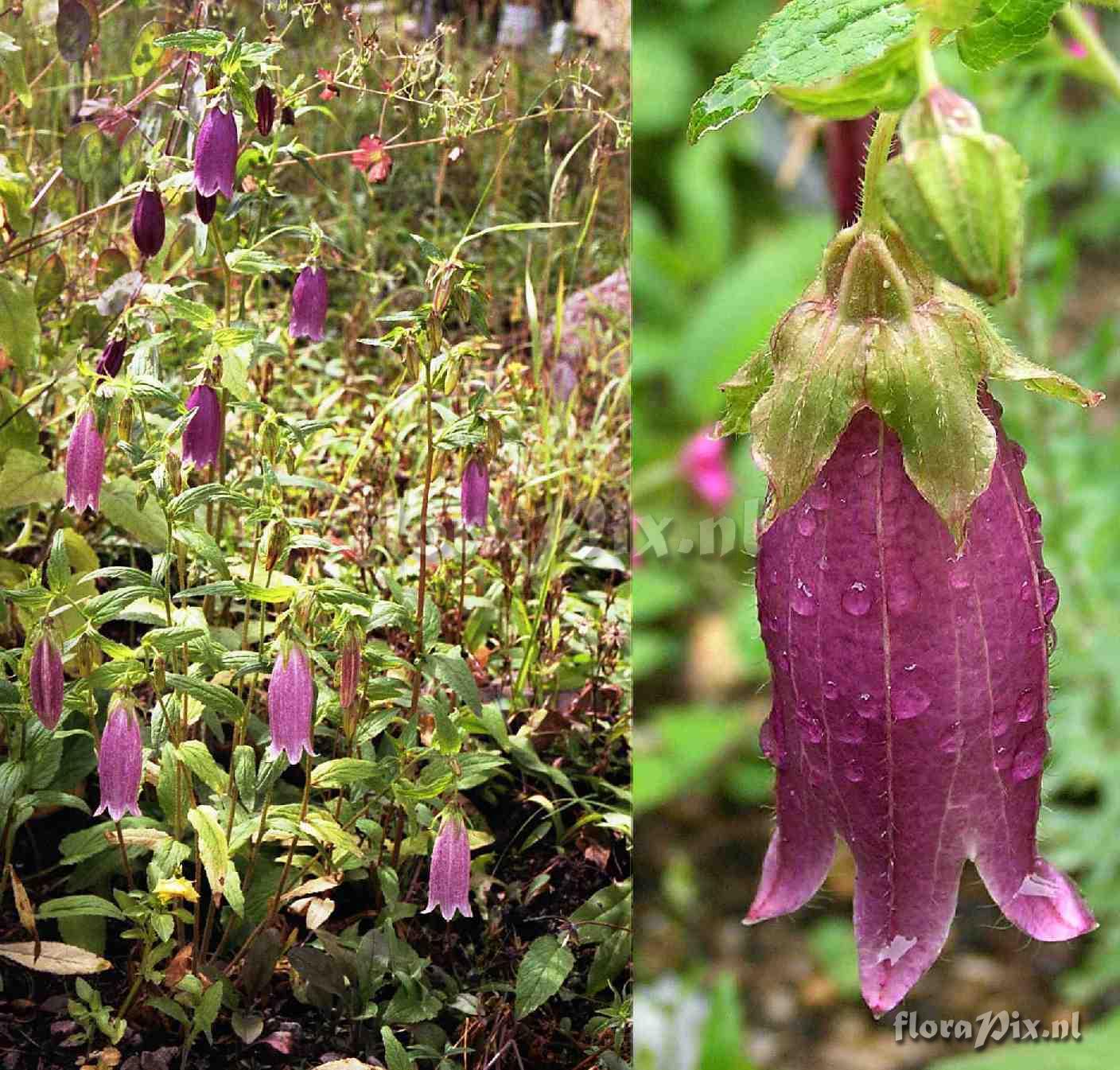 Campanula punctata rubriflora