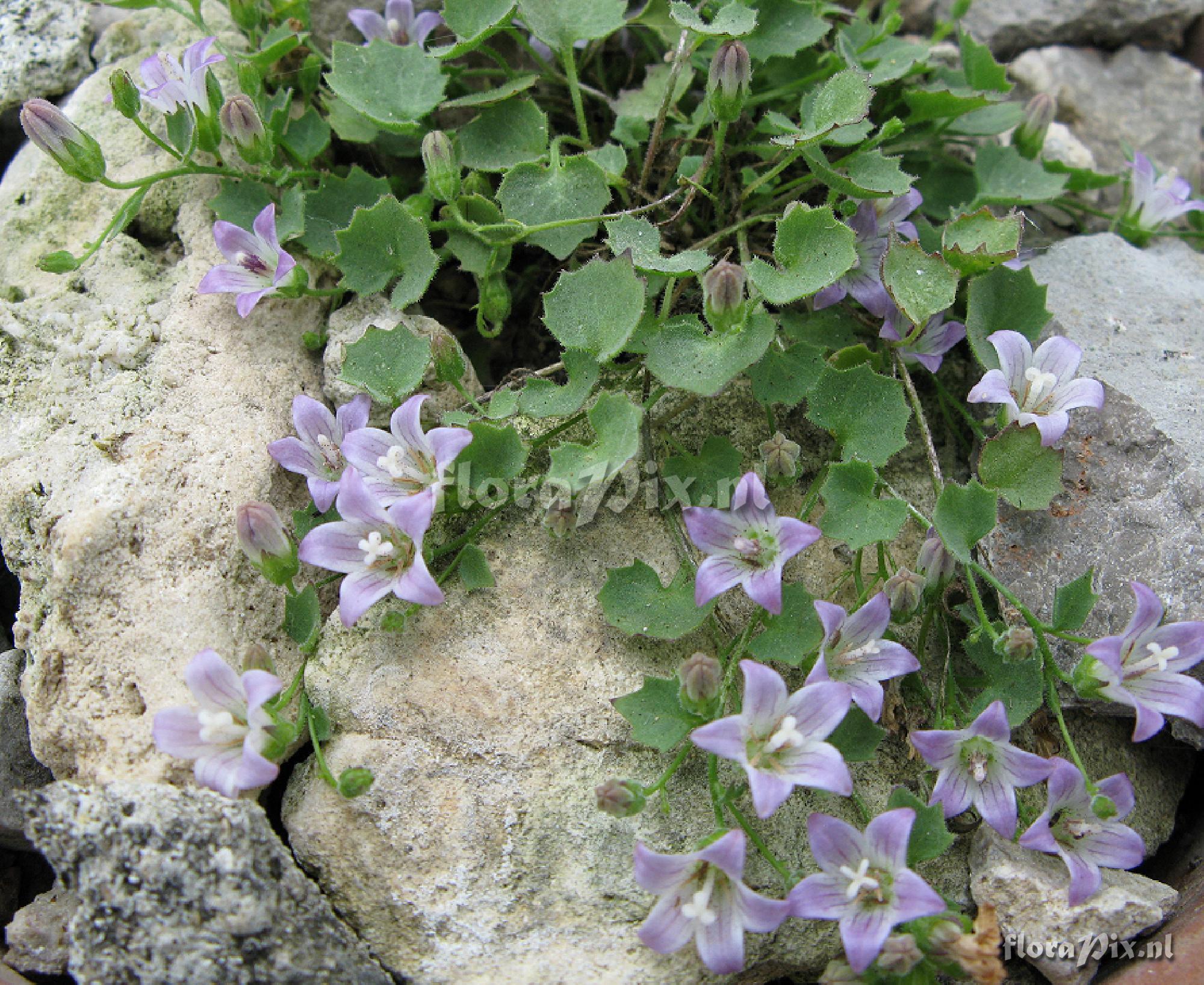 Campanula perpusilla