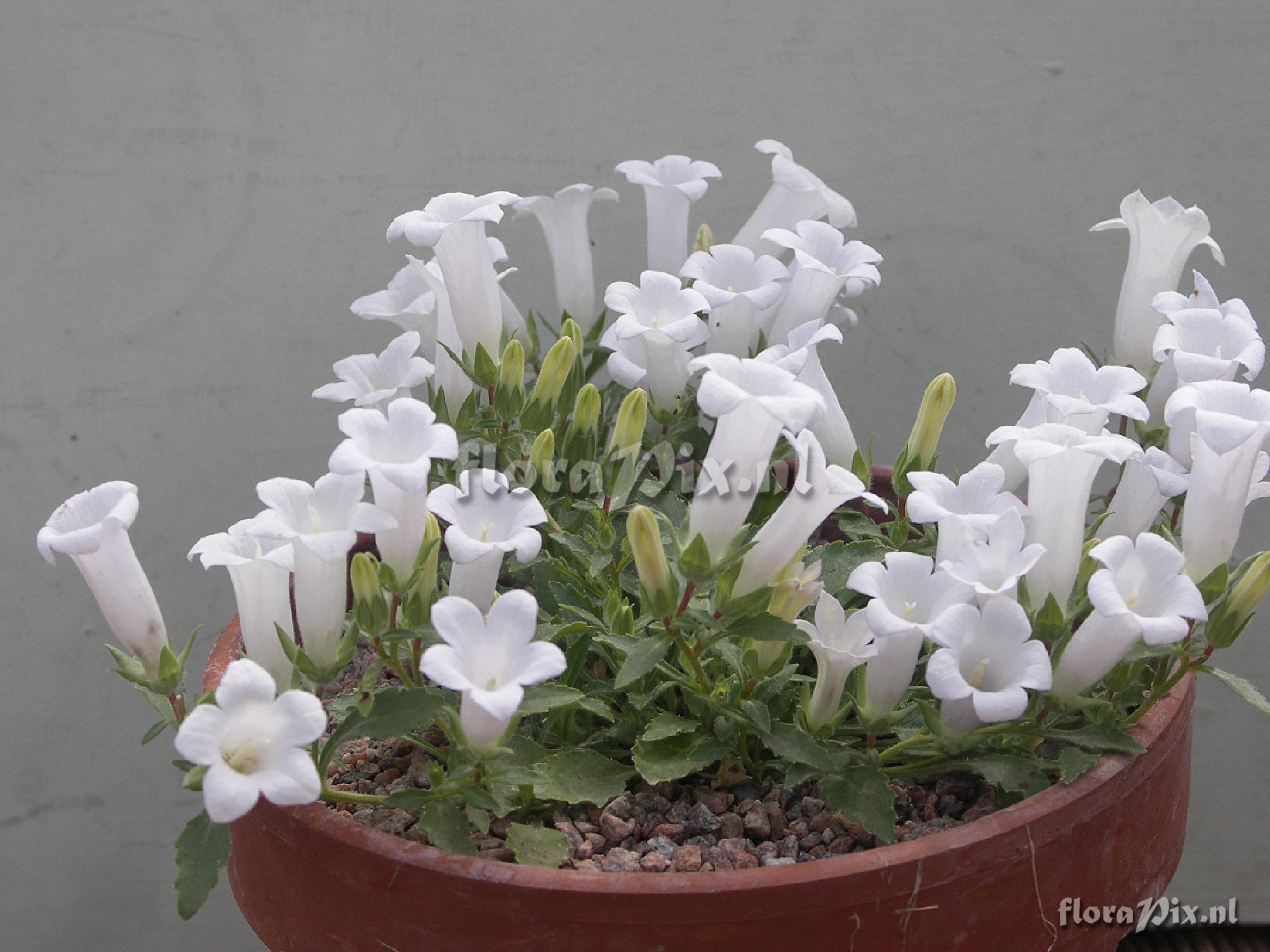 Campanula carpatha 