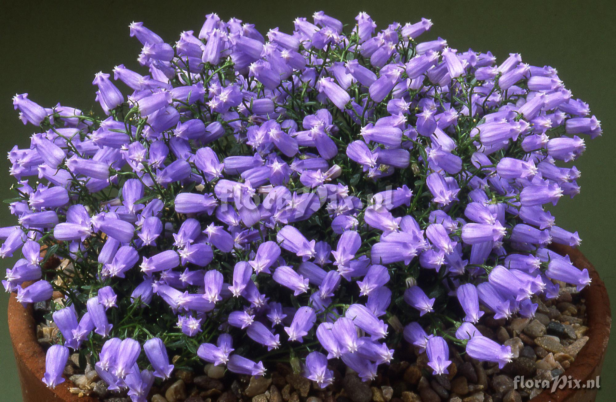 Campanula zoysii