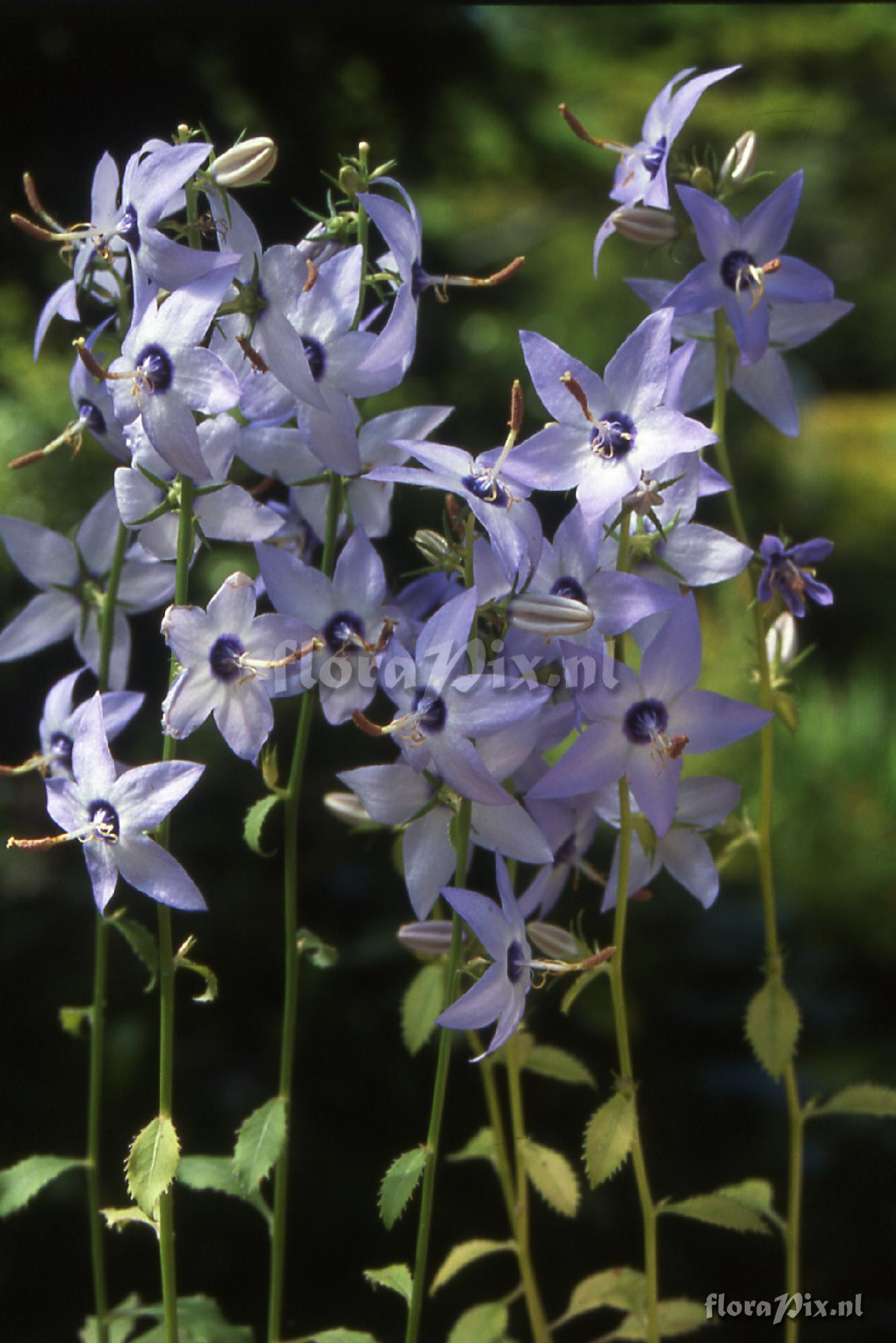 Campanula versicolor