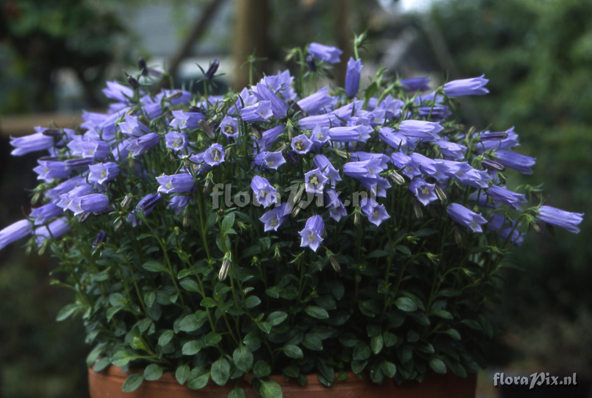 Campanula 