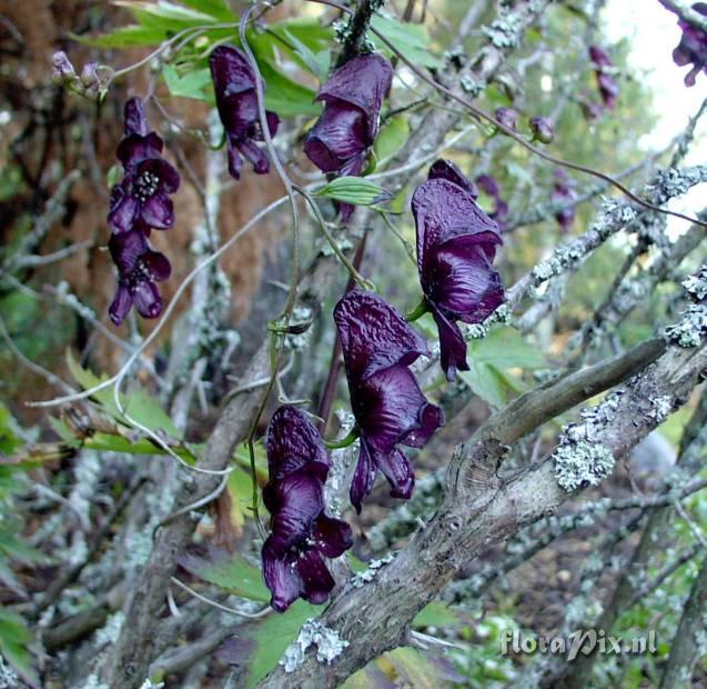 Aconitum hemsleyanum