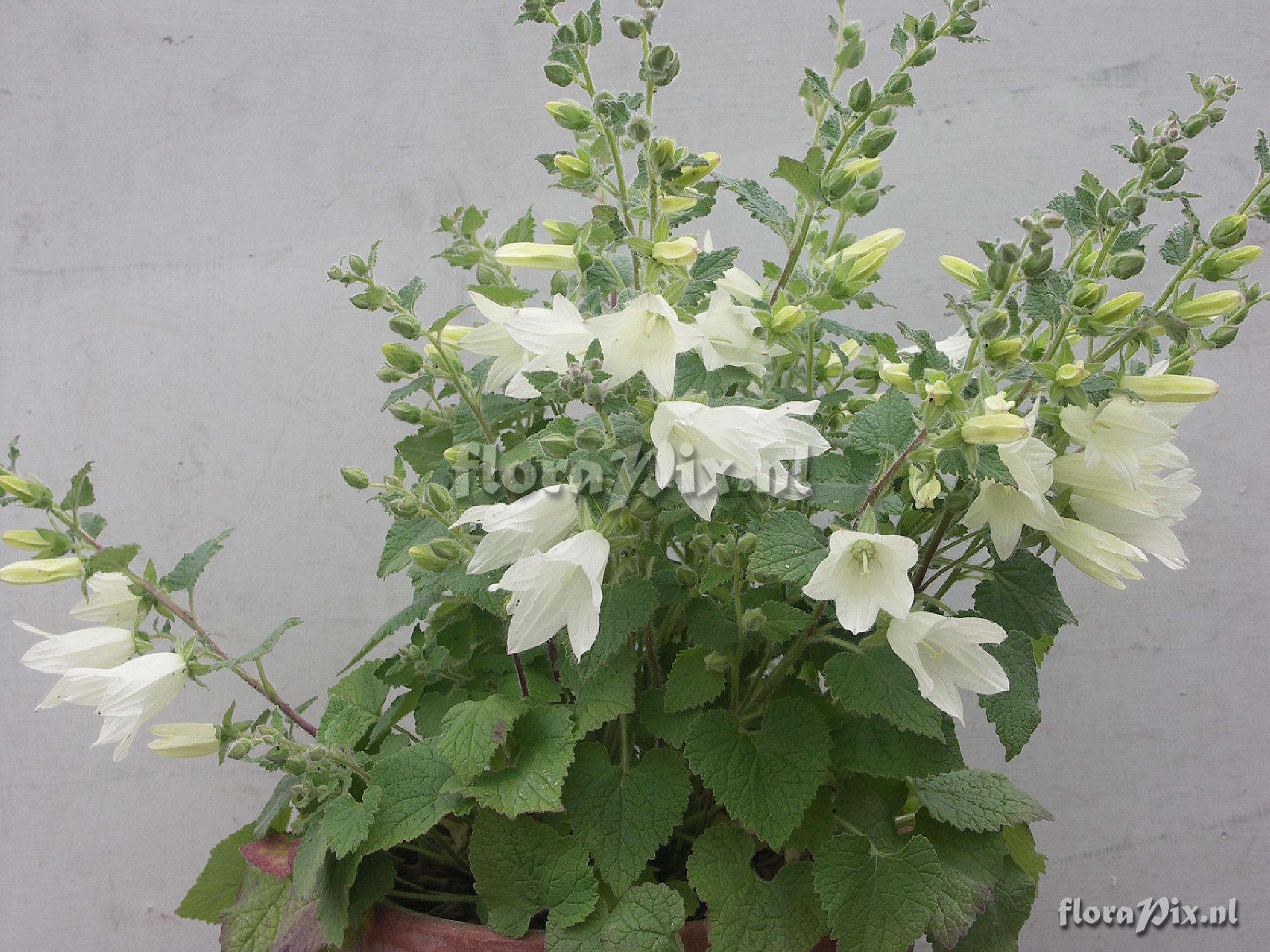 Campanula dolomitica