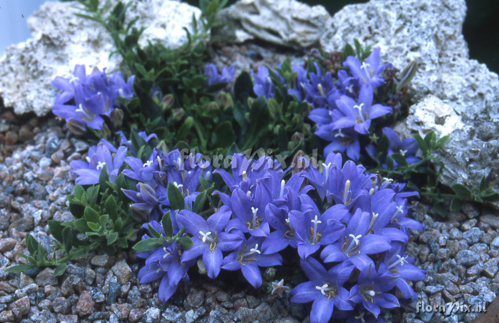 Campanula heterophylla