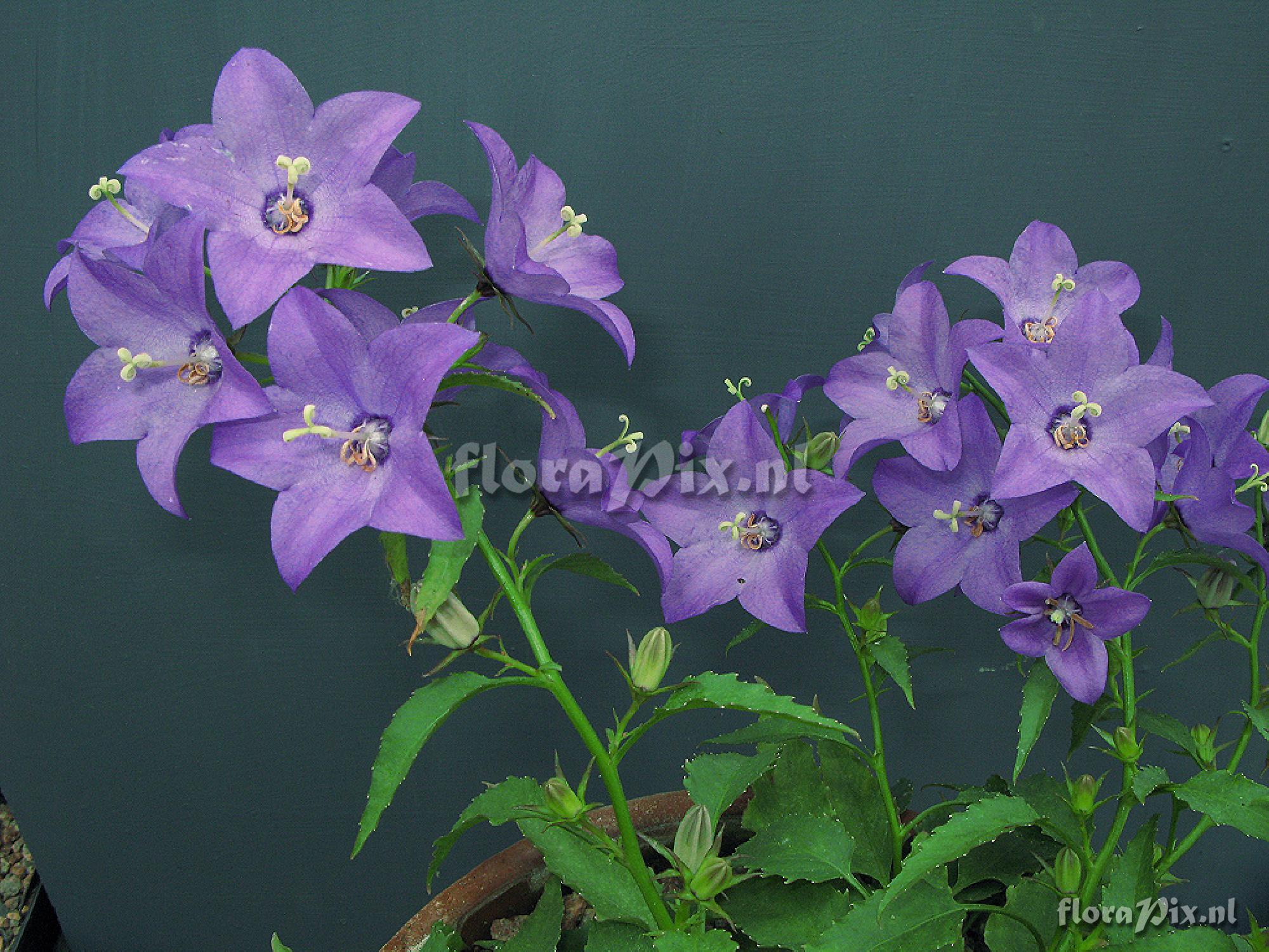 Campanula 