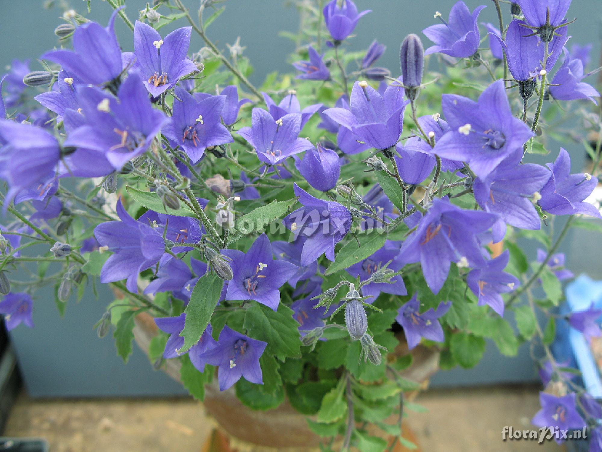 Campanula 