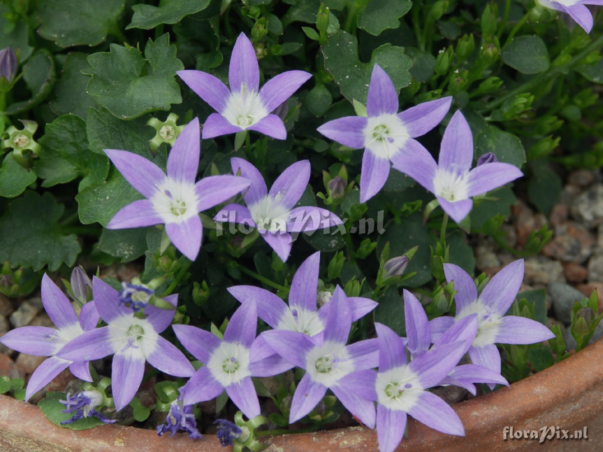 Campanula garganica 