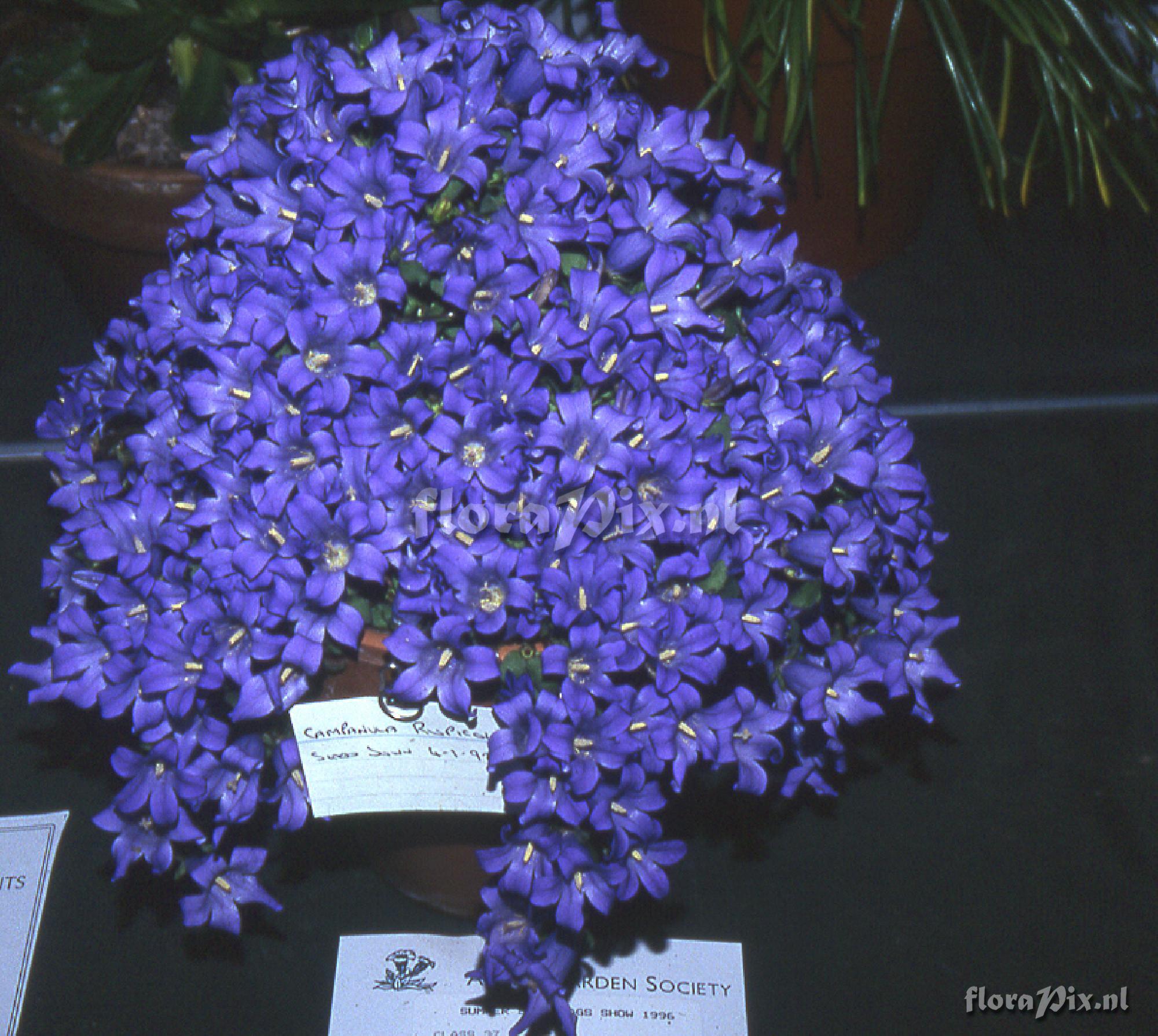 Campanula rupicola