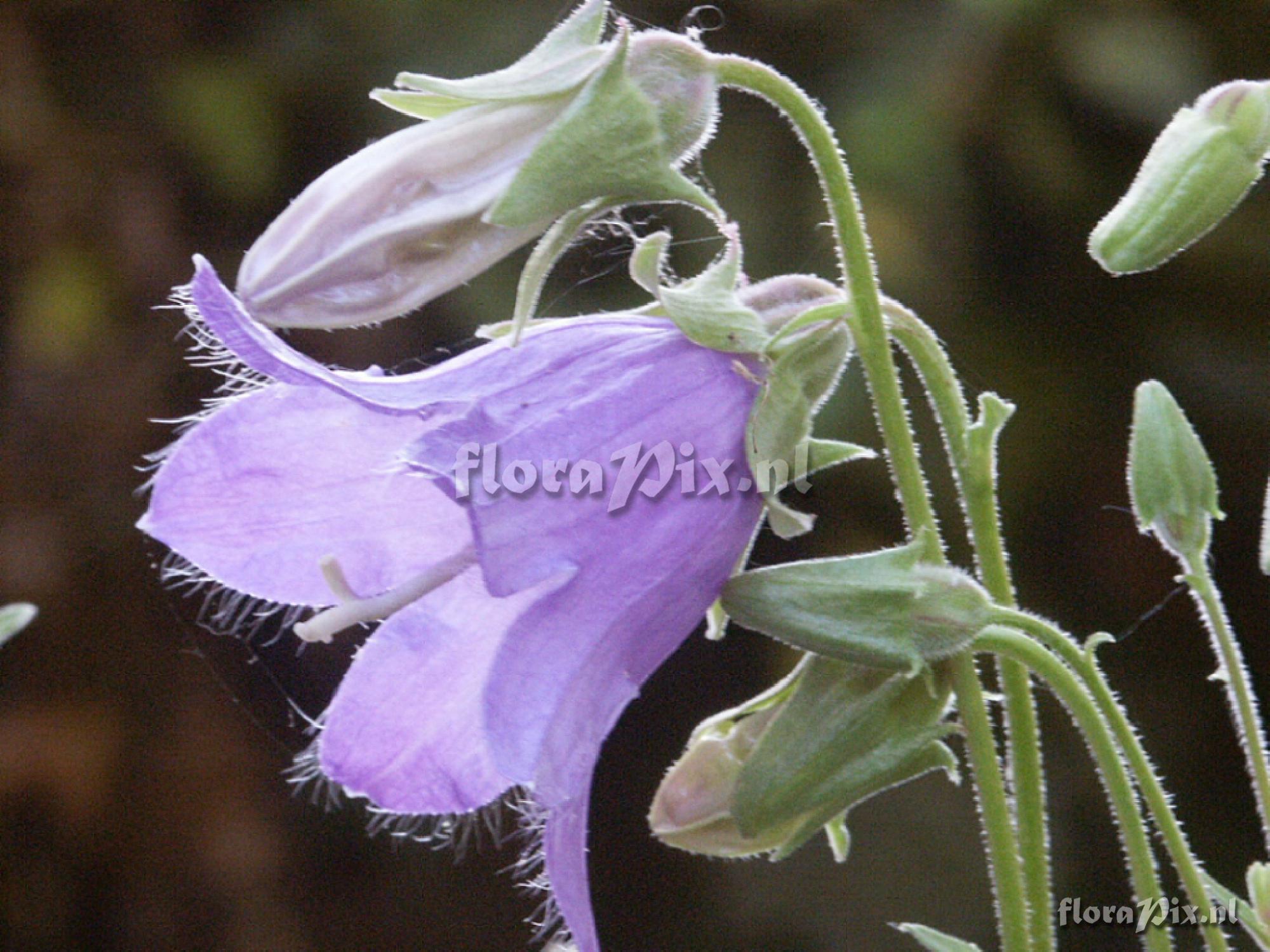 Campanula sarmatica