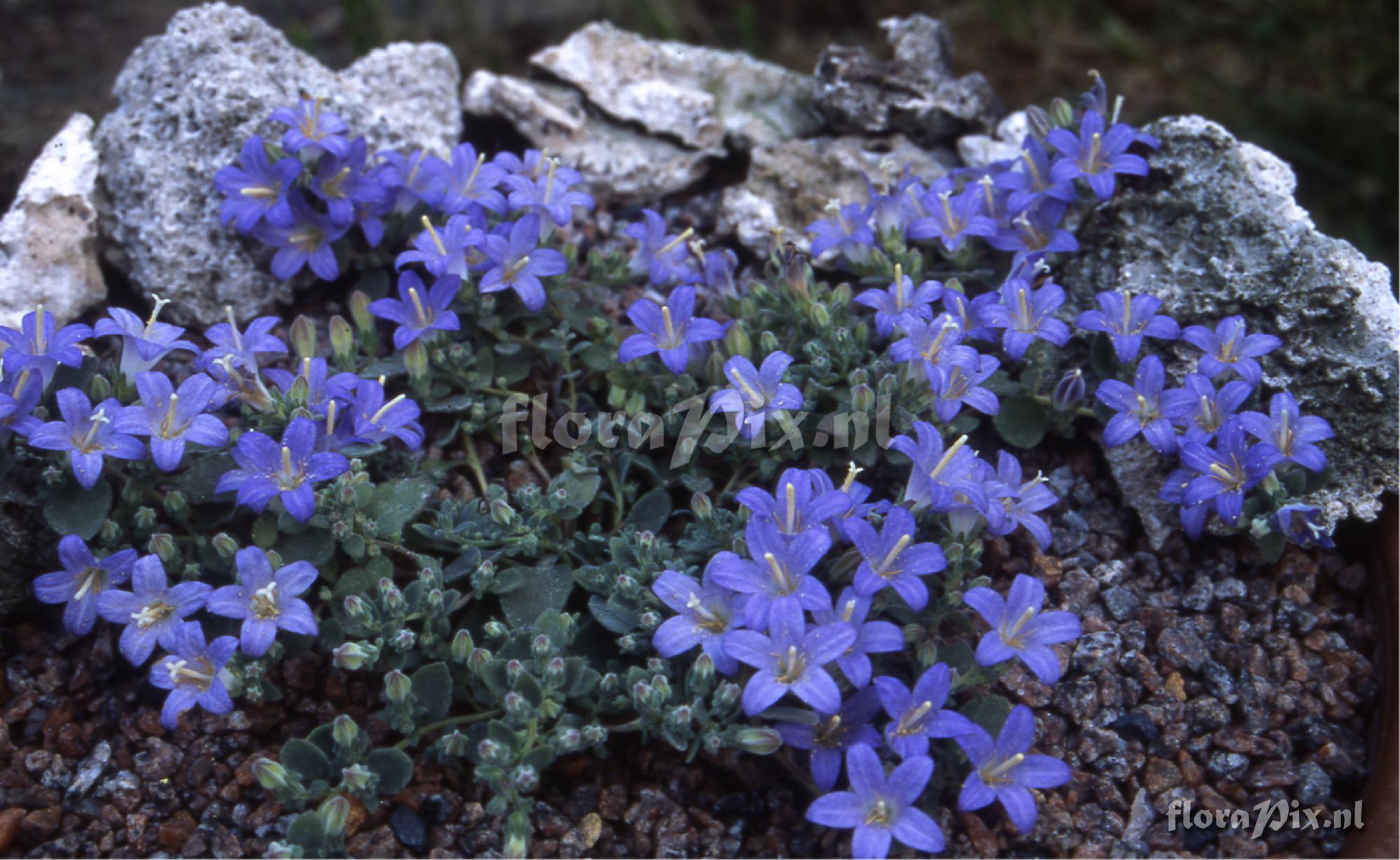 Campanula hierapetrae