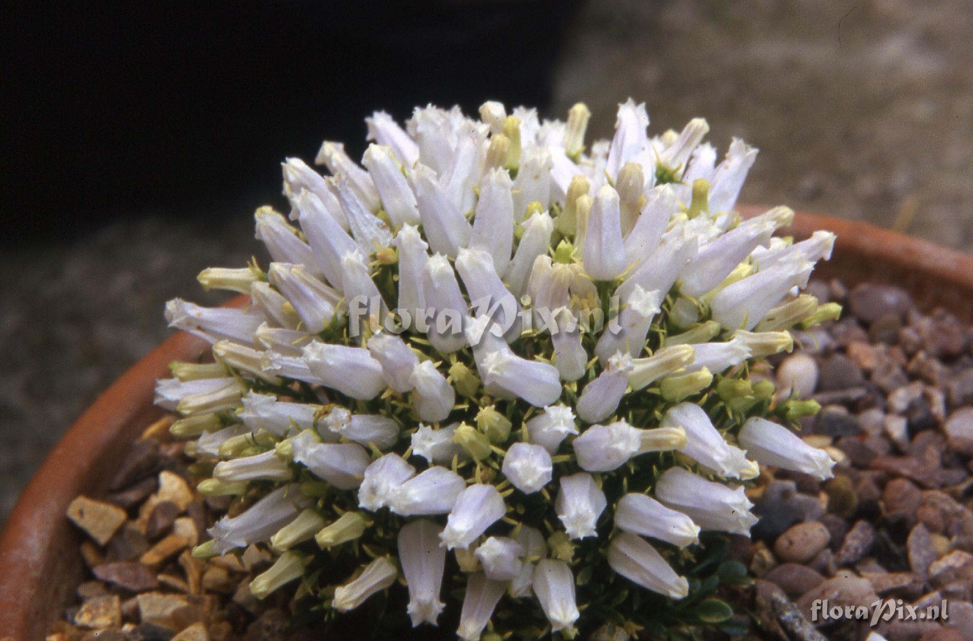 Campanula zoysii 