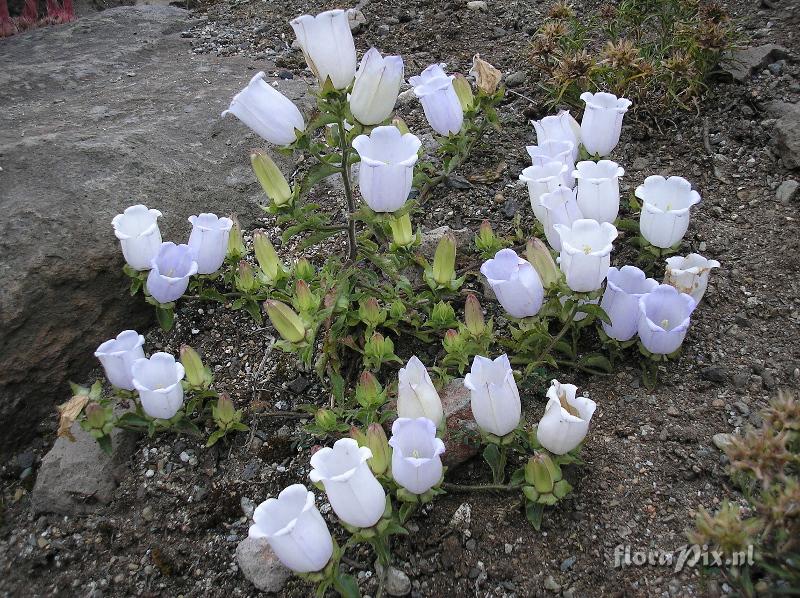 Campanula incurva