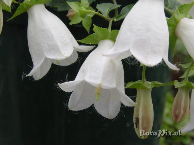 Campanula betulifolia