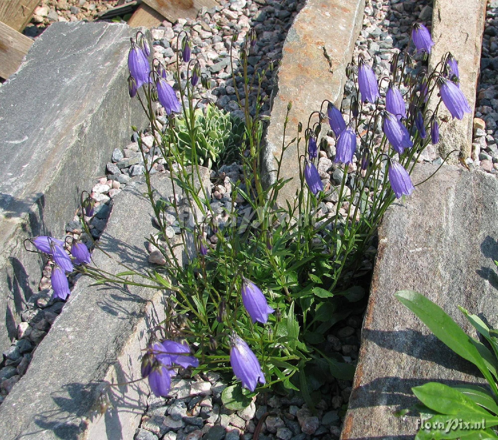 Campanula cespitosa