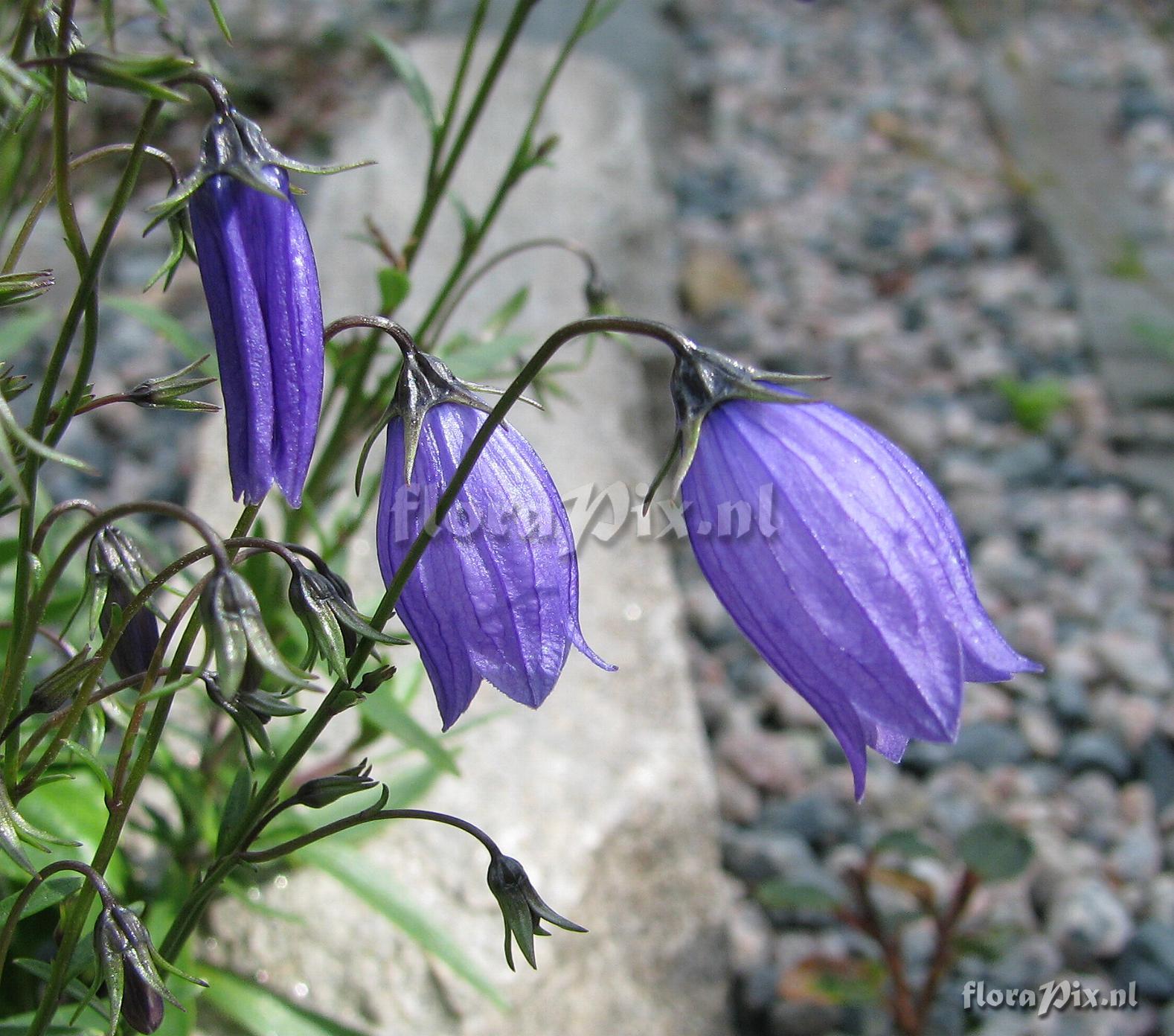 Campanula cespitosa