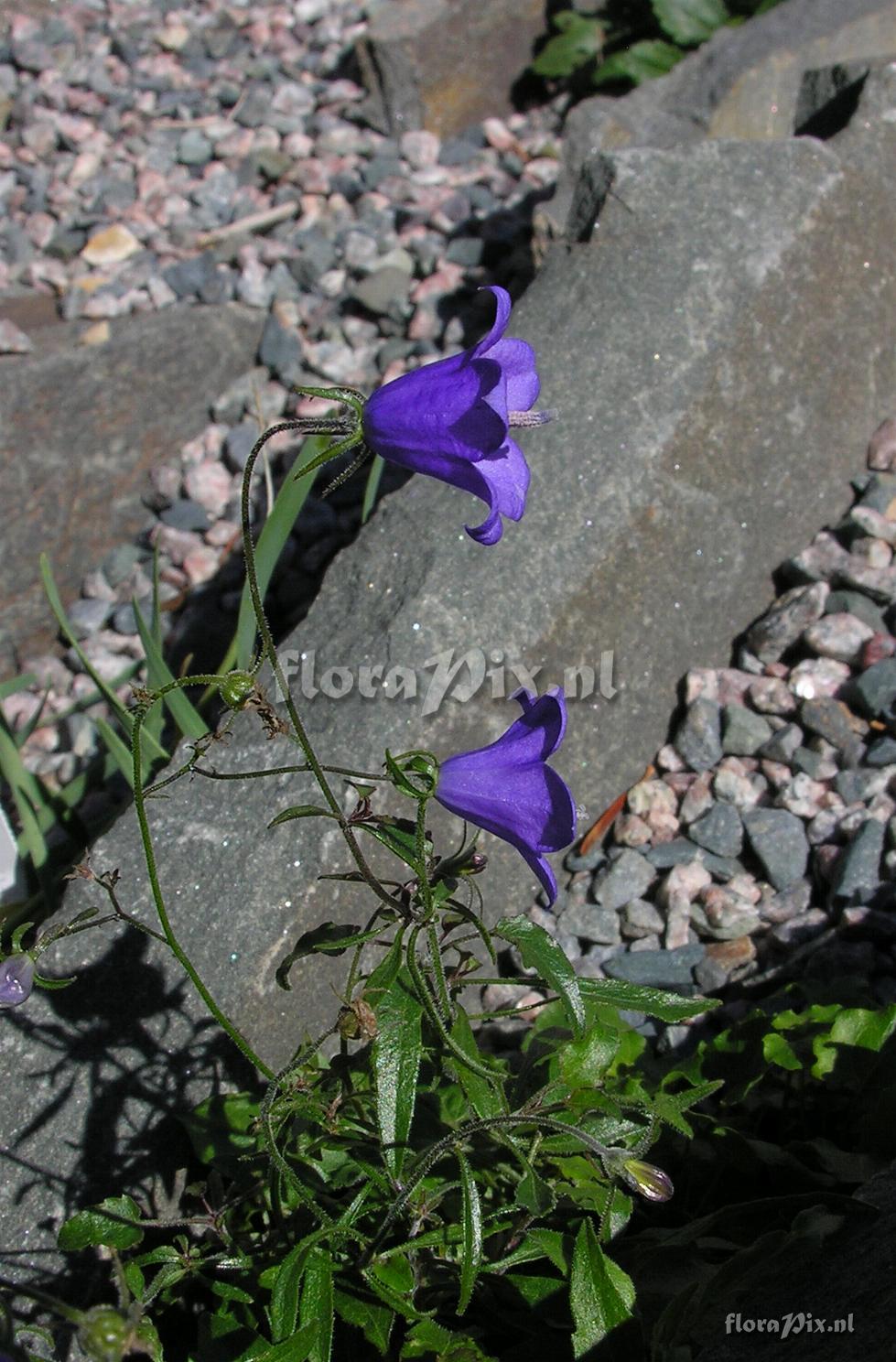 Campanula tatrae