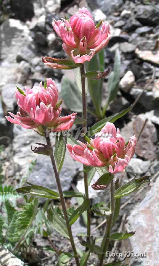 Castilleja rhexifolia