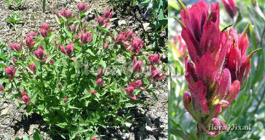 Castilleja rhexifolia