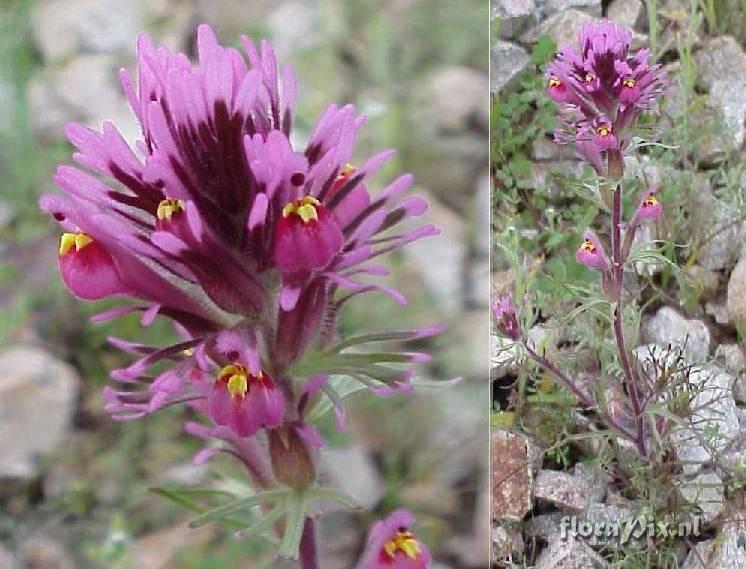 Castilleja excerta