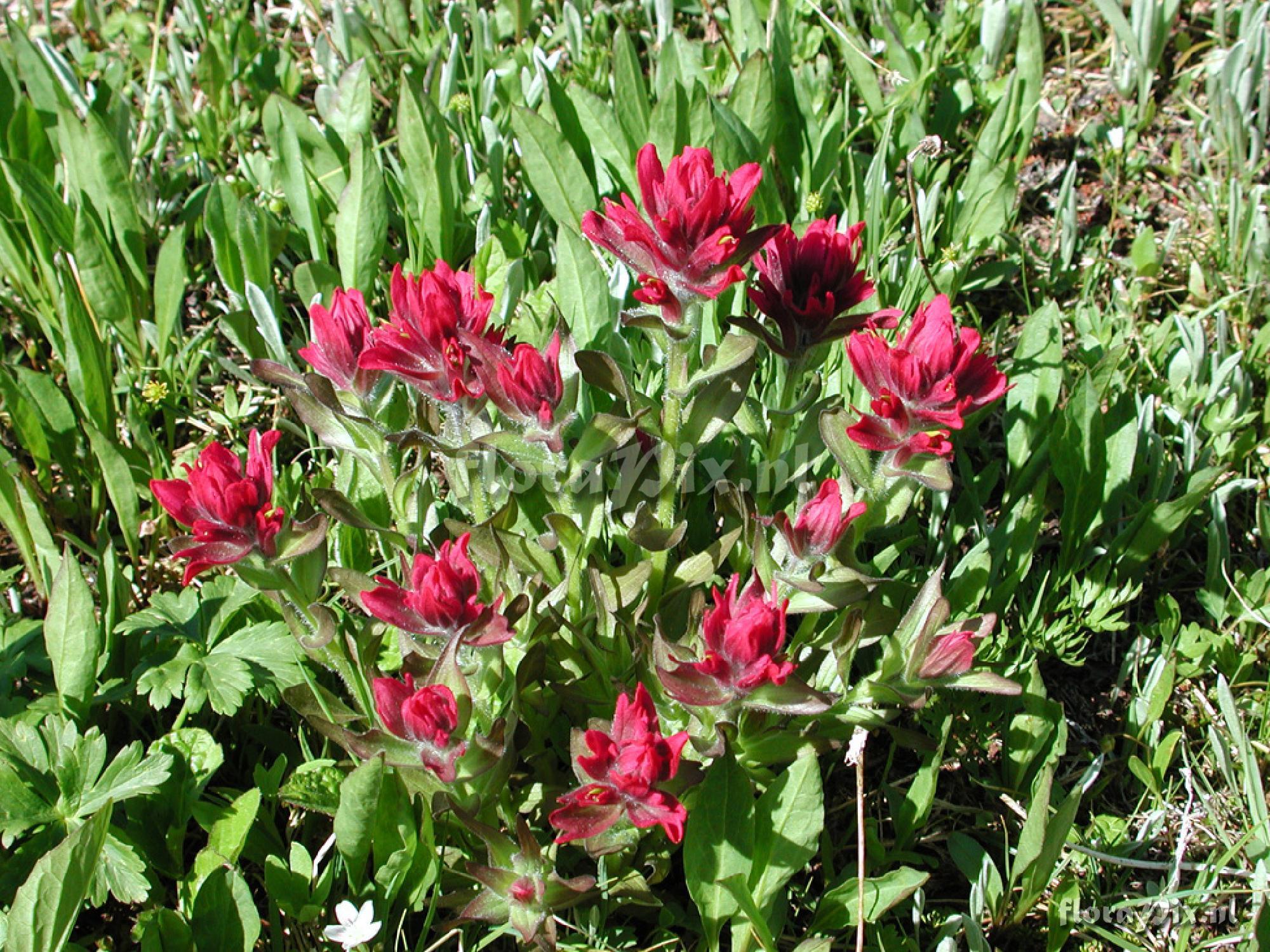 Castilleja miniata