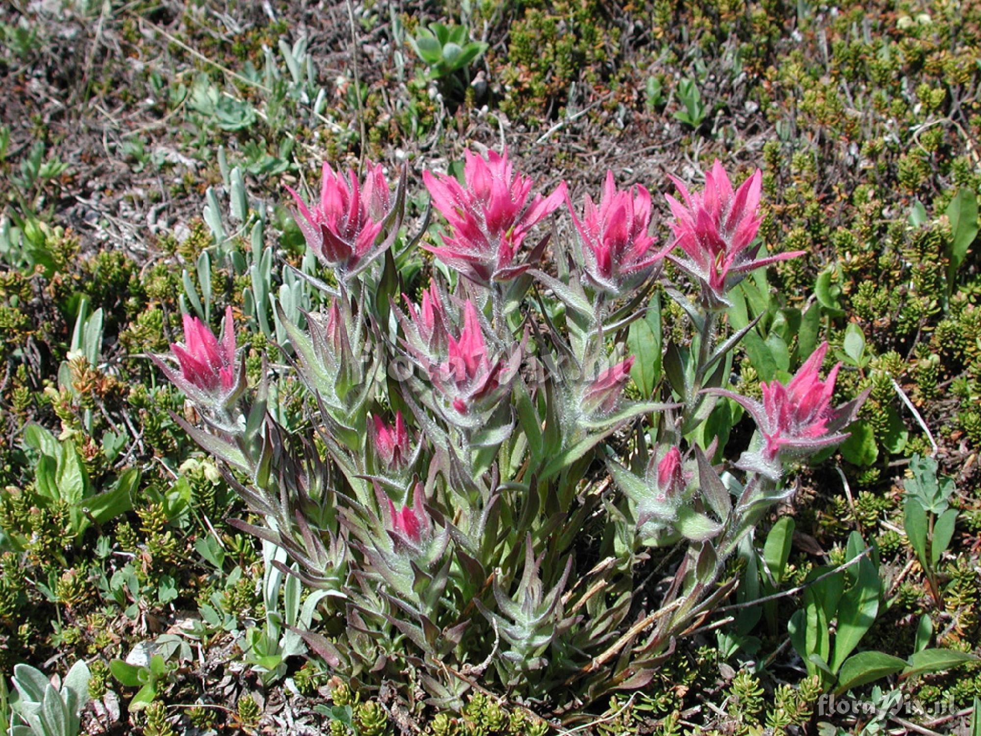 Castilleja sp.