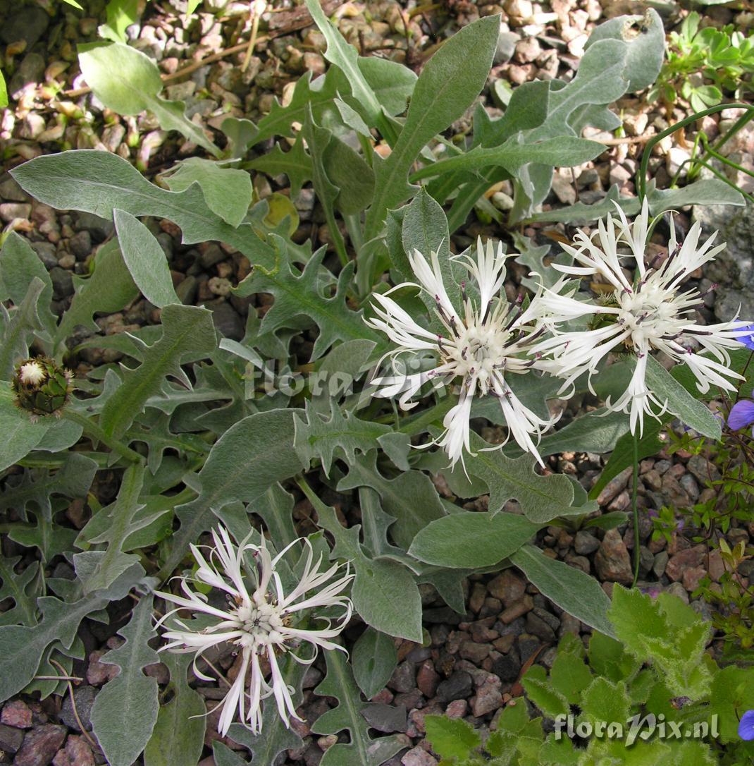 Centaurea pindicola