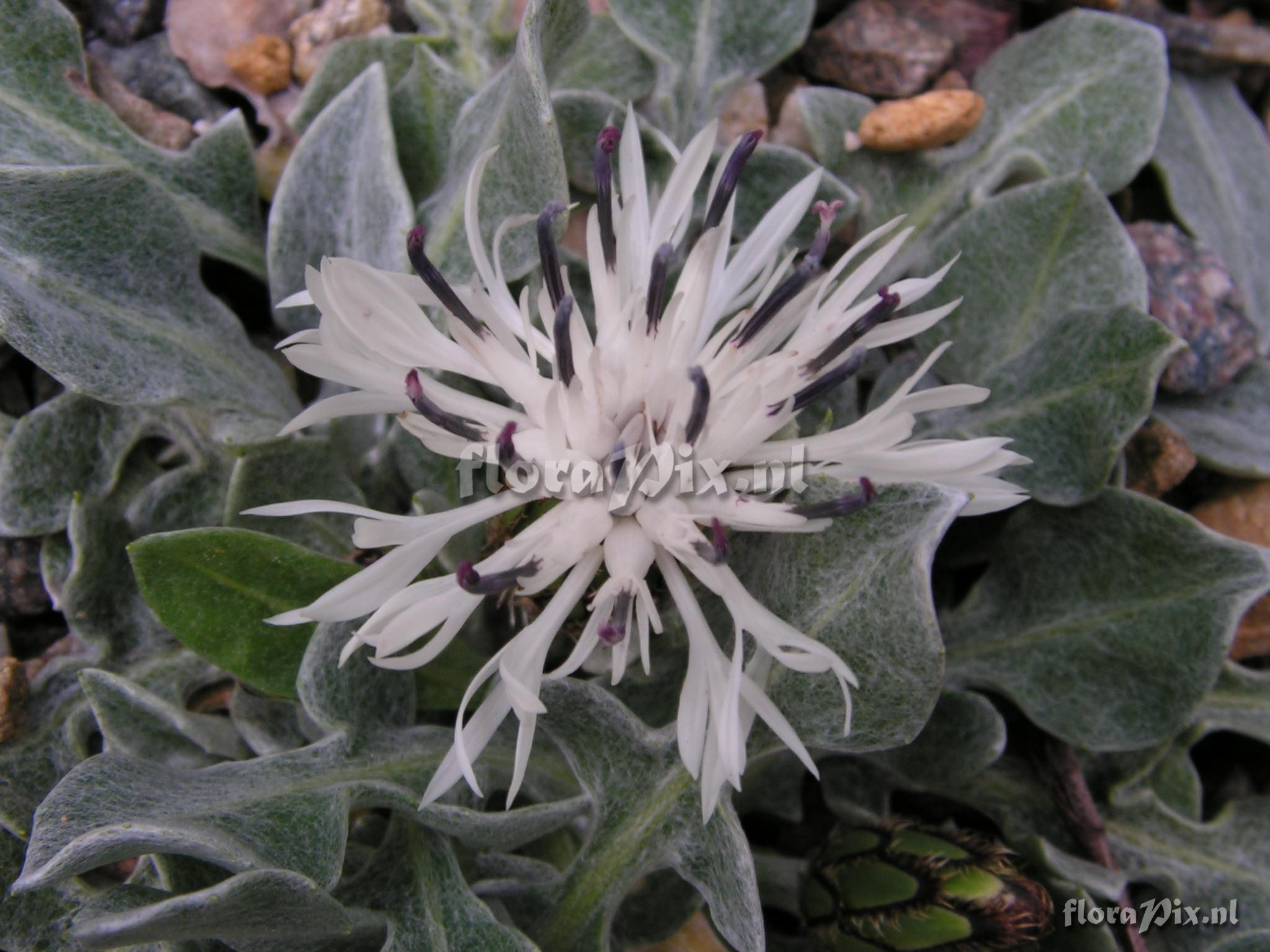 Centaurea pindicola