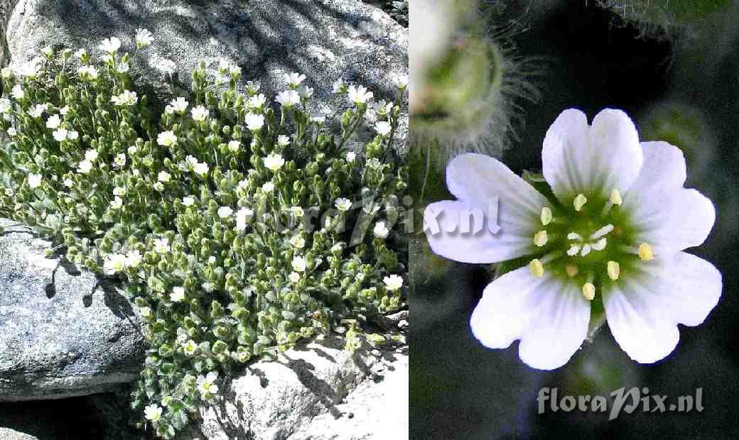 Cerastium alpinum