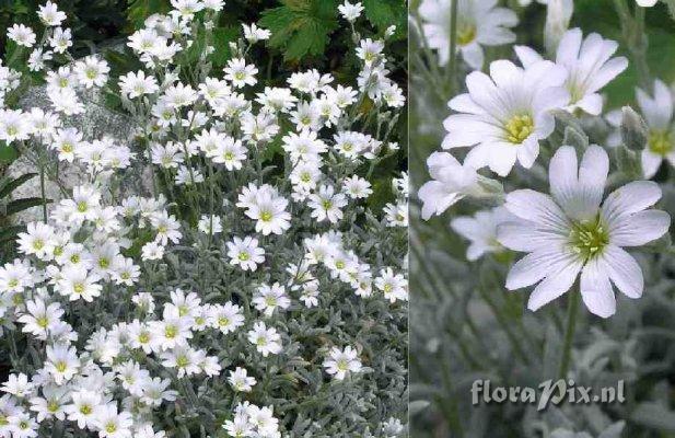 Cerastium tomentosum