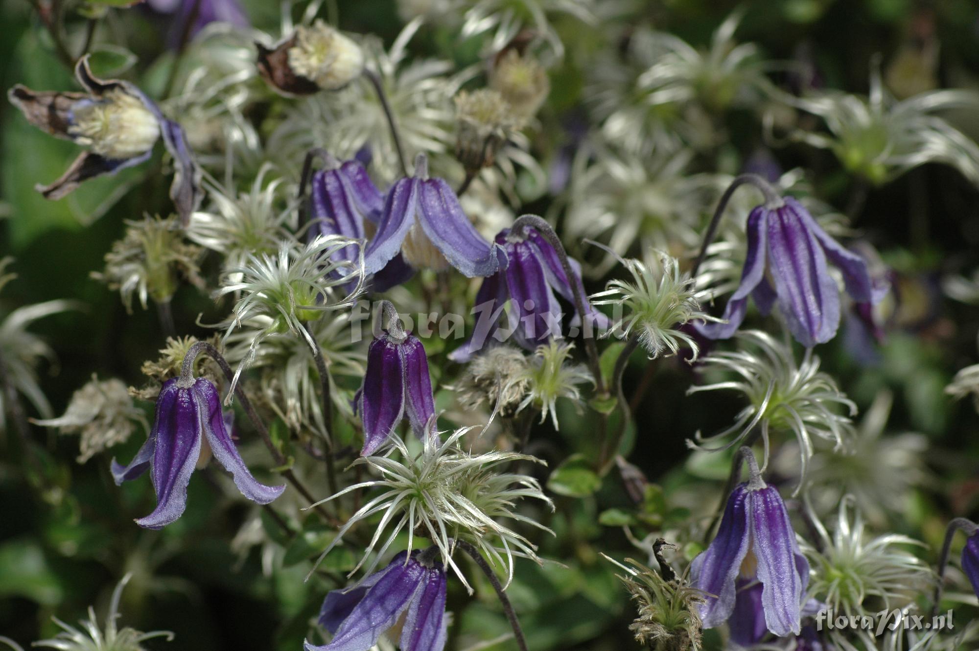 Clematis integrifolia