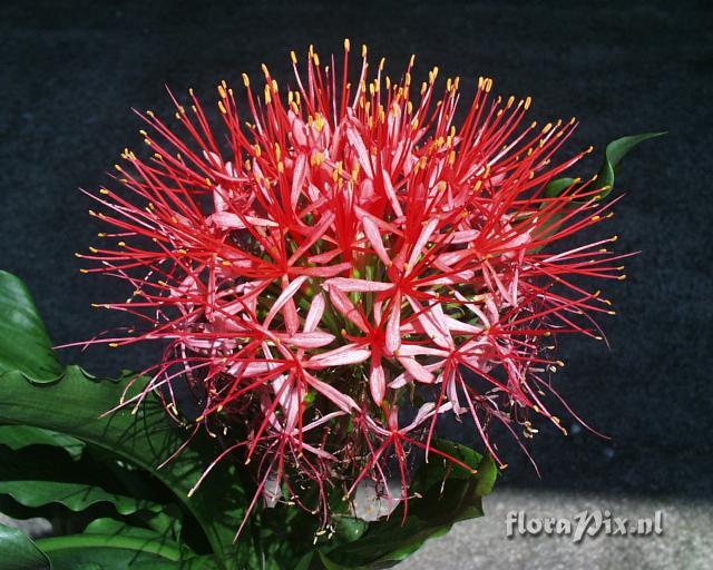 Scadoxus katherinae