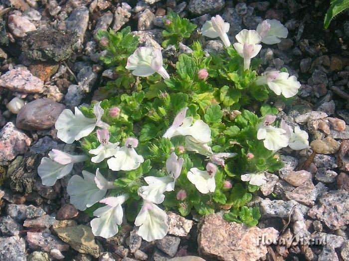 Stachys corsica