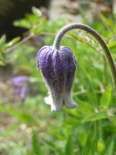 Clematis hirsutissima