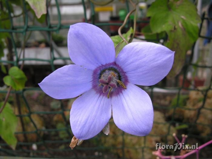 Codonopsis grey-wilsonii