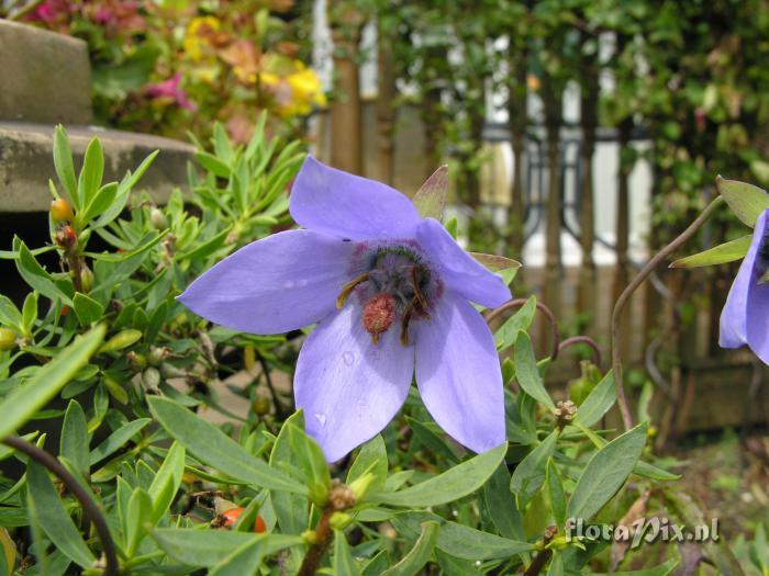 Codonopsis grey-wilsonii