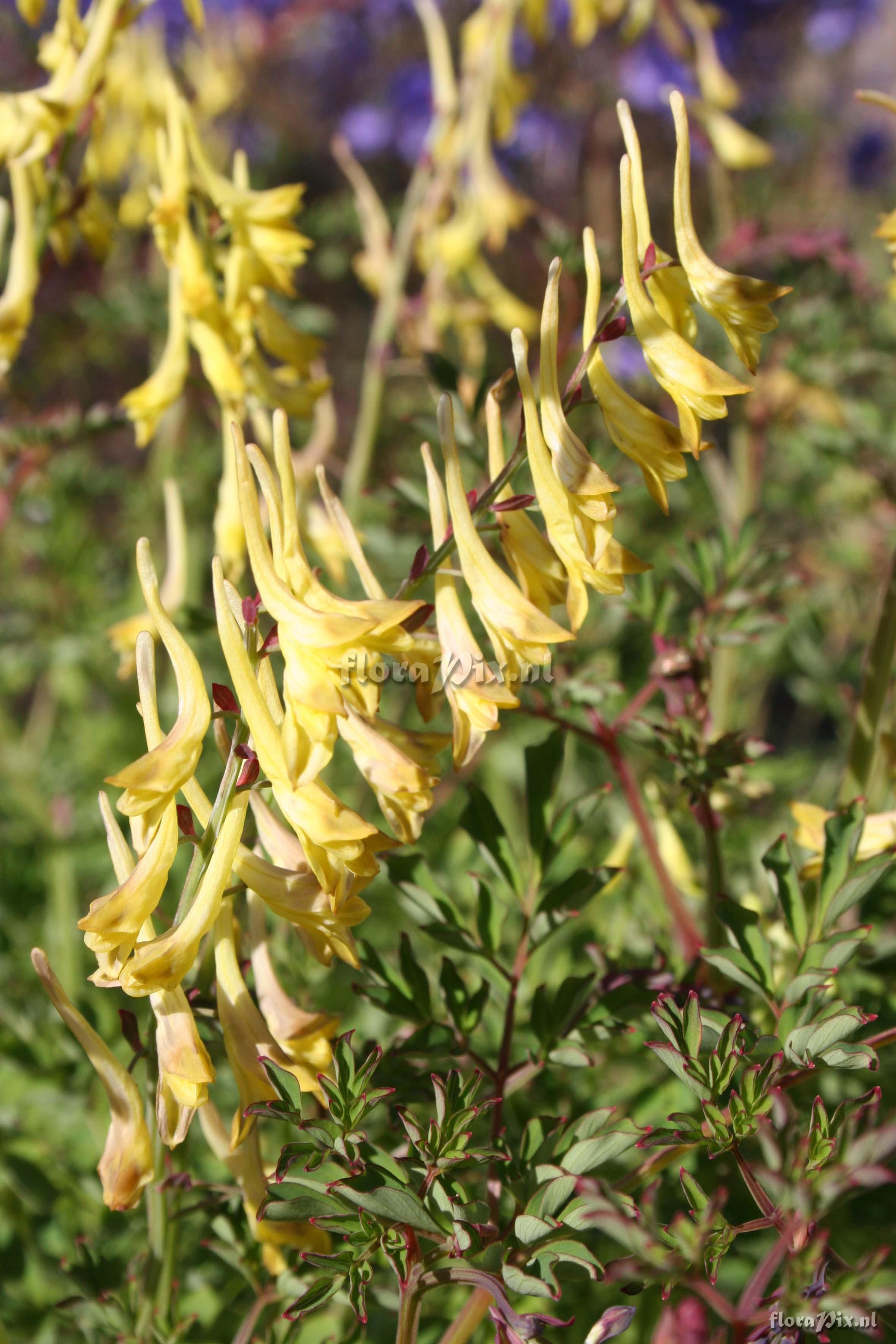 Corydalis davidii