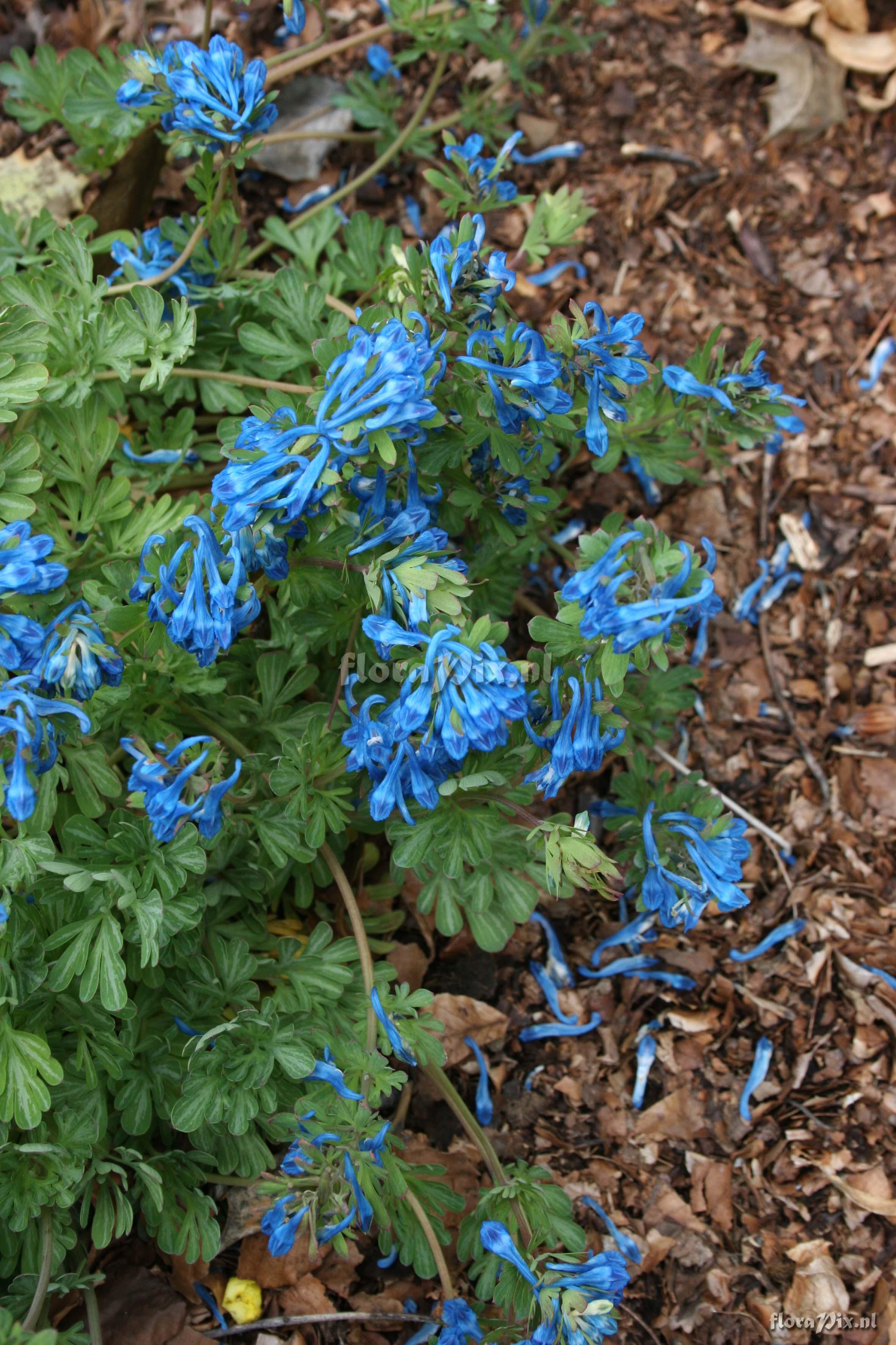 Corydalis