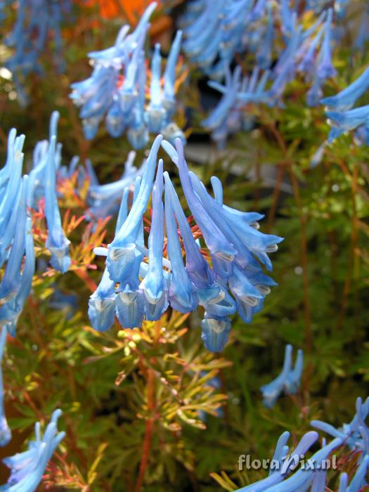 Corydalis flexuosa