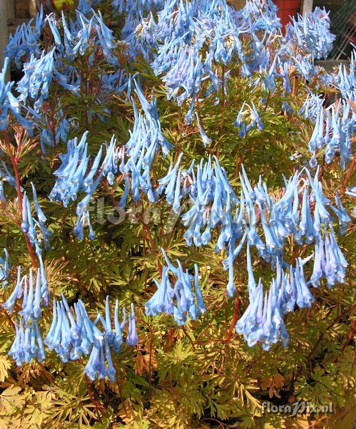 Corydalis flexuosa