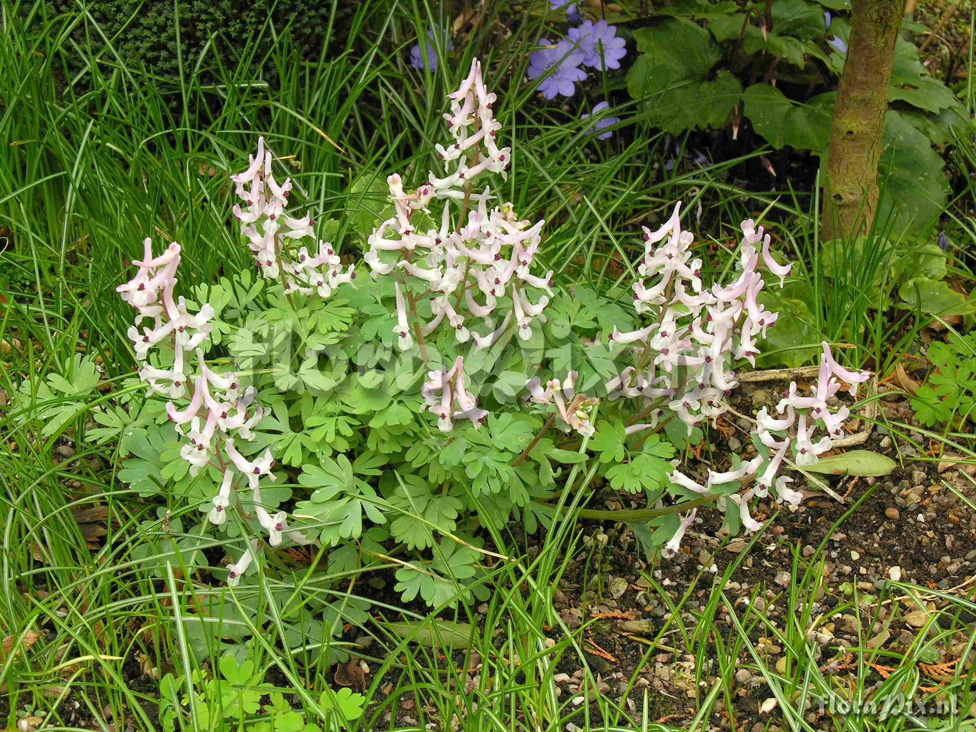 Corydalis integra