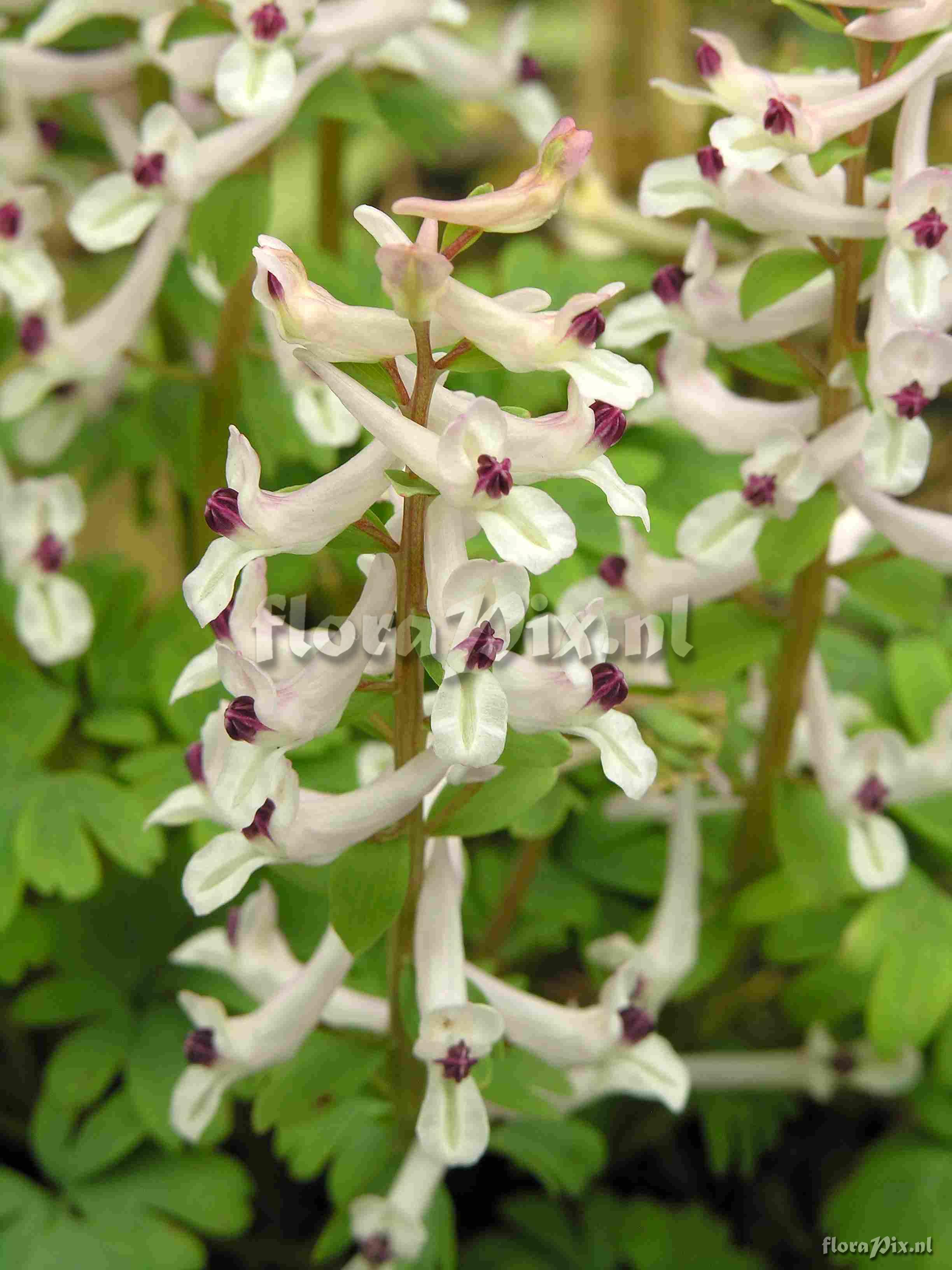 Corydalis integra