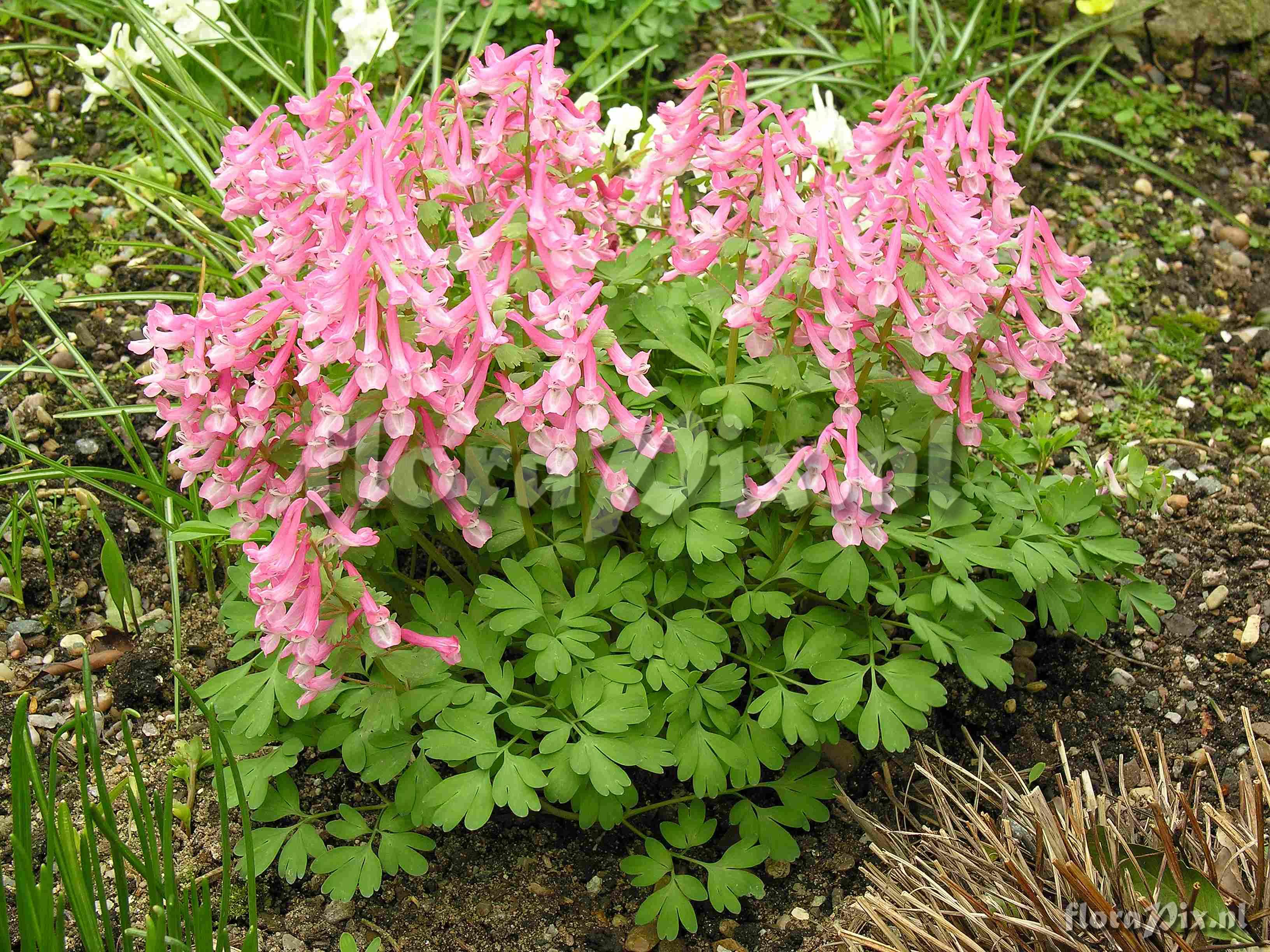 Corydalis solida Beth Evans