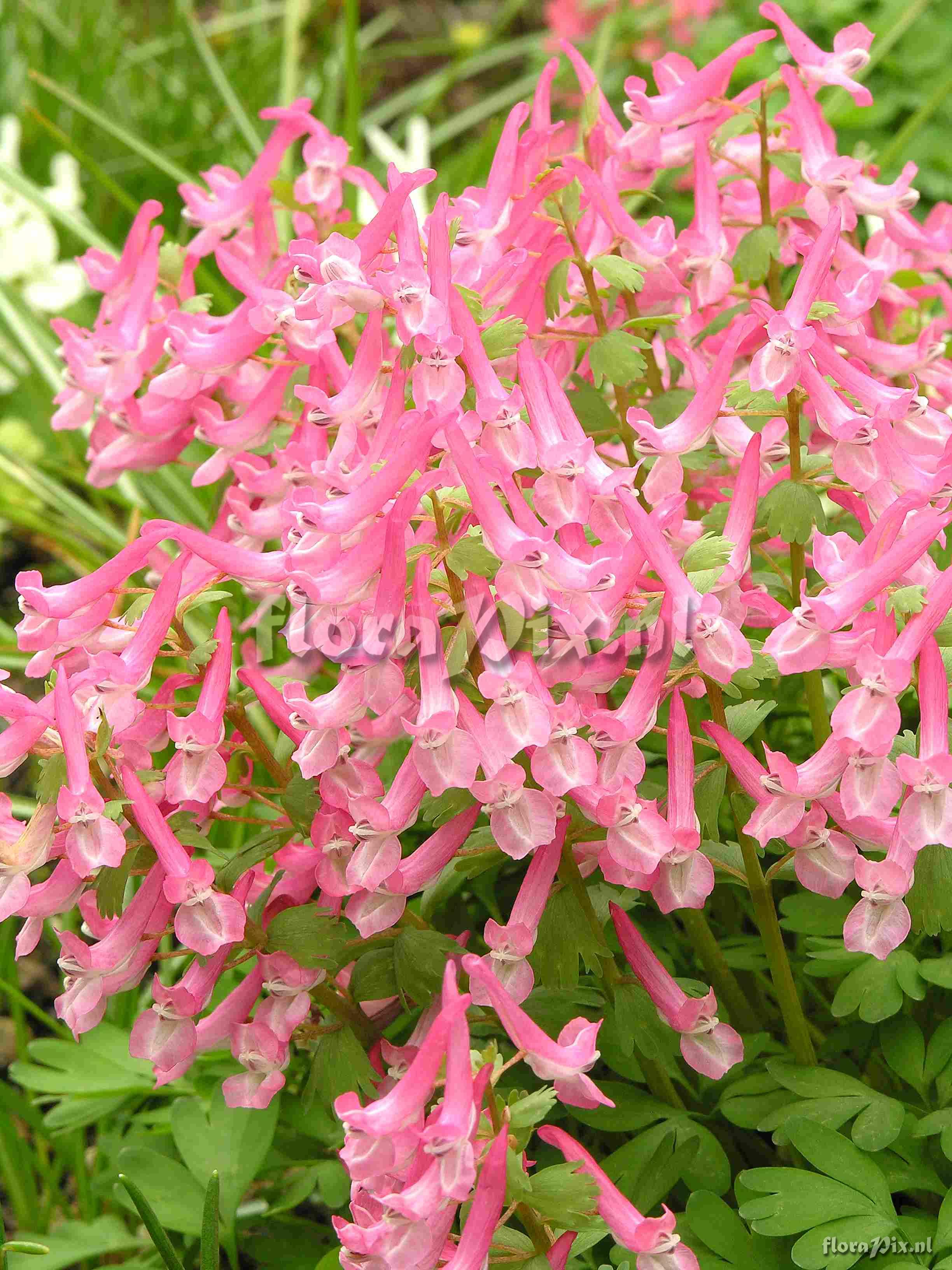 Corydalis solida Beth Evans