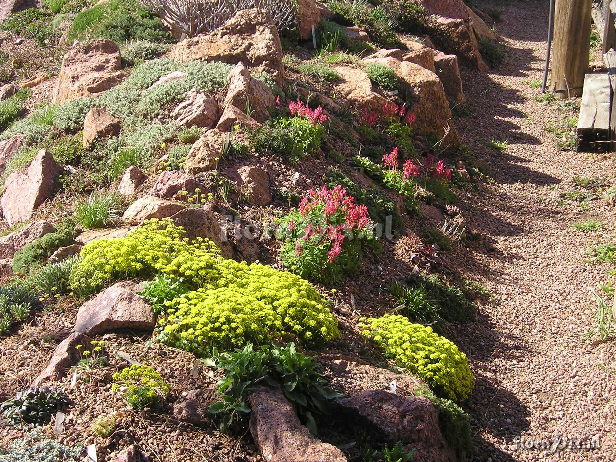 Corydalis solida 